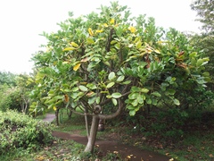 Polyscias cutispongia