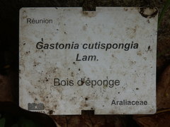 Polyscias cutispongia