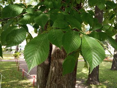 Ulmus glabra