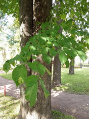 Ulmus glabra