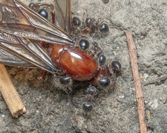 Meranoplus bicolor