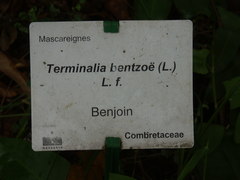 Terminalia bentzoe
