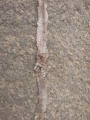Elaphe carinata