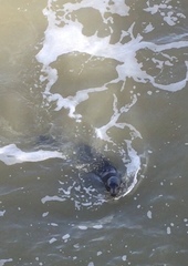 Arctocephalus