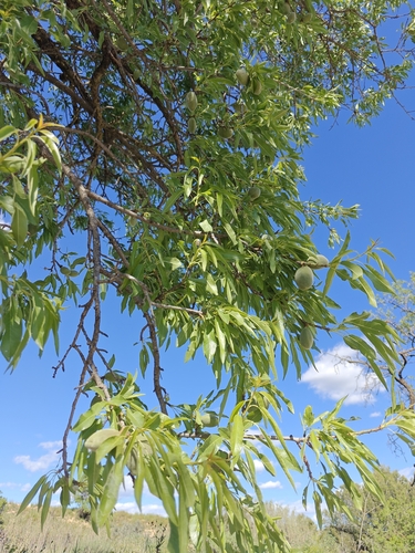 Prunus amygdalus