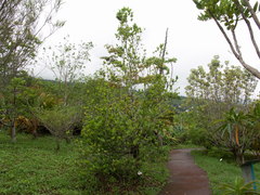 Elaeodendron orientale