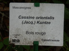 Elaeodendron orientale