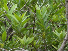 Elaeodendron orientale