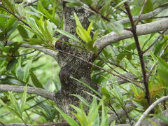 Elaeodendron orientale