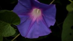 Ipomoea orizabensis