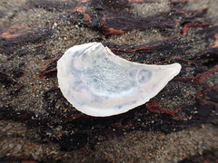 Heteroclidus punctatus