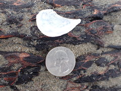 Heteroclidus punctatus