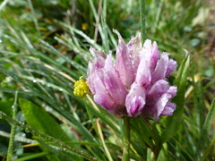 Trifolium parryi