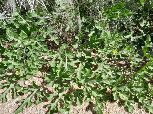 Citrullus amarus, photograph 5