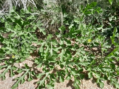Citrullus amarus, photograph Nogga_Eugene, CC0, iNaturalist via GBIF