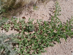 Citrullus amarus, photograph Nogga_Eugene, CC0, iNaturalist via GBIF