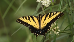 Papilio alexiares garcia