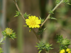 Centromadia fitchii