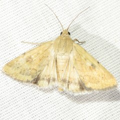 Heliocheilus paradoxus