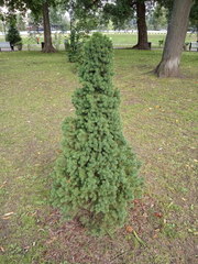Picea