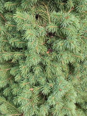 Picea