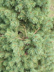 Picea