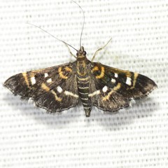 Diathrausta harlequinalis