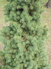 Picea