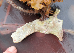 Malleus meridianus