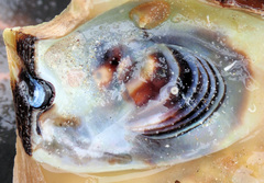 Malleus meridianus