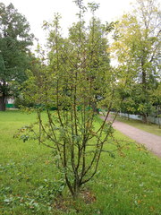 Malus