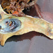Southern Hammer Oyster - Photo (c) Warwick Moyse, some rights reserved (CC BY-NC), uploaded by Warwick Moyse