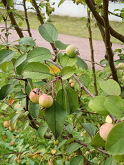 Malus