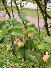 Malus