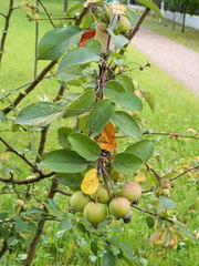 Malus