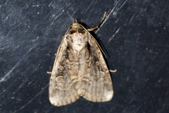 Eueretagrotis sigmoides