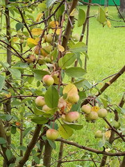 Malus
