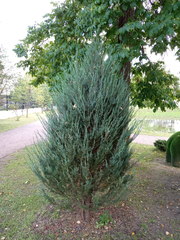 Cupressaceae