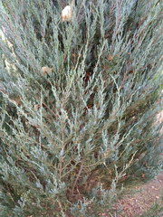 Cupressaceae