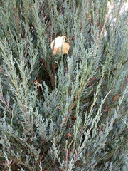 Cupressaceae