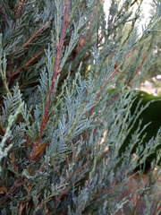 Cupressaceae
