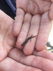 Ablepharus kitaibelii