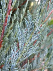 Cupressaceae