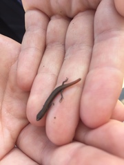 Ablepharus kitaibelii