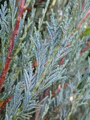 Cupressaceae