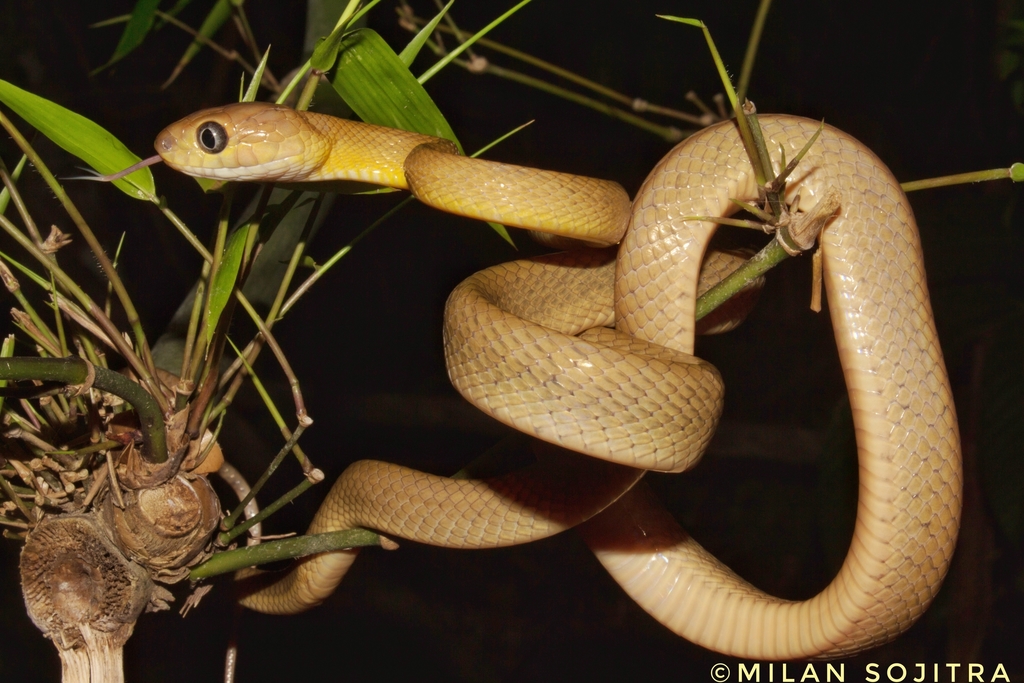 Nicobar Cat Snake