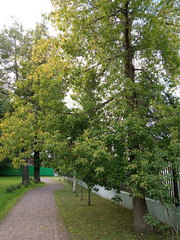Acer negundo