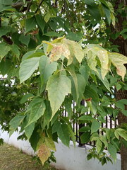 Acer negundo