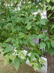 Acer negundo