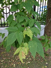 Acer negundo